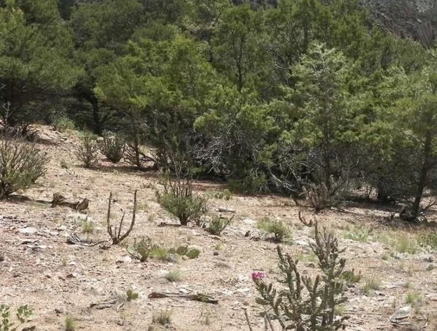 Land for Sale in Dolores Colorado 81323